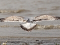 Mongolian Gull