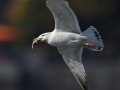 Mongolian Gull