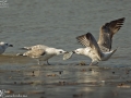 Mongolian Gull