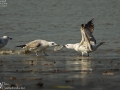 Mongolian Gull