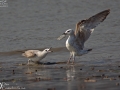 Mongolian Gull