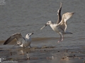 Mongolian Gull