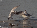 Mongolian Gull