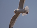 Mongolian Gull