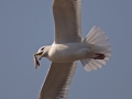 Mongolian Gull