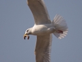 Mongolian Gull