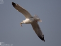 Mongolian Gull