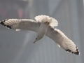 Mongolian Gull