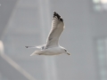 Mongolian Gull
