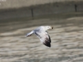 Mongolian Gull