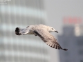 Mongolian Gull
