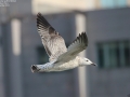 Mongolian Gull