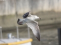 Mongolian Gull