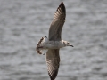 Mongolian Gull