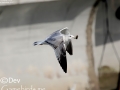 Mongolian Gull