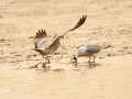 Mongolian Gull