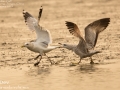Mongolian Gull
