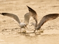 Mongolian Gull