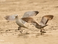 Mongolian Gull