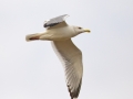 Mongolian Gull