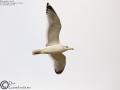Mongolian Gull
