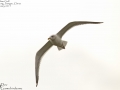 Mongolian Gull