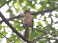 Mountain Bulbul