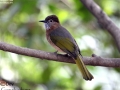 Mountain Bulbul