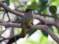 Mountain Bulbul