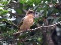Mountain Bulbul