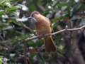 Mountain Bulbul