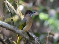 Mountain Bulbul