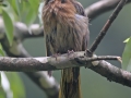 Mountain Bulbul
