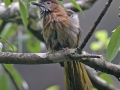 Mountain Bulbul