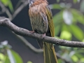 Mountain Bulbul