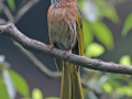 Mountain Bulbul