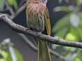 Mountain Bulbul