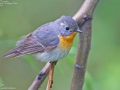 Mugimaki Flycatcher