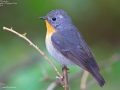 Mugimaki Flycatcher