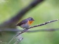Mugimaki Flycatcher