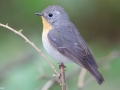 Mugimaki Flycatcher