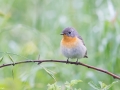 Mugimaki Flycatcher