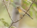 Mugimaki Flycatcher