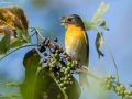 Mugimaki Flycatcher