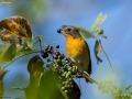 Mugimaki Flycatcher