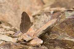 Mycalesis francisca