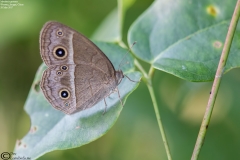 Mycalesis gotama