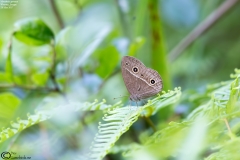 Mycalesis gotama