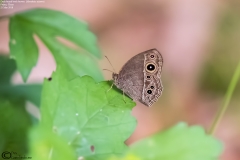 Dark-band bush brown