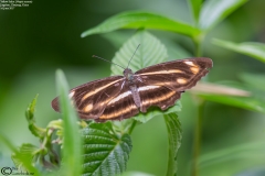 Neptis ananta